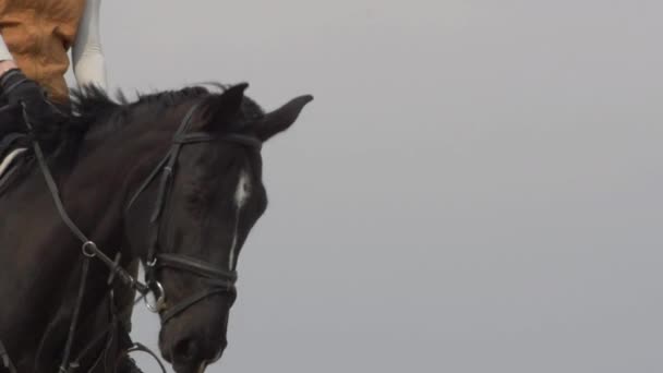 Женщина едет черный конь крупным планом замедленной съемки — стоковое видео
