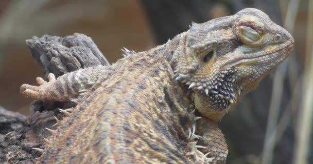 Big bartagame close up — Stock Video