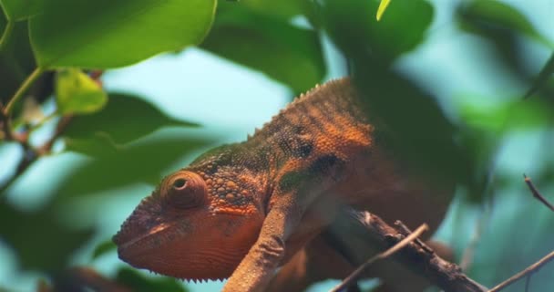 Caméléon sur l'arbre — Video