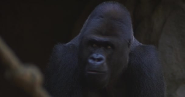 Gorilla närbild — Stockvideo