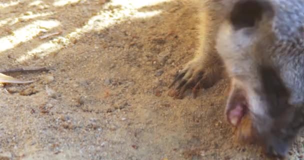 Erdmännchen essen Fleisch — Stockvideo