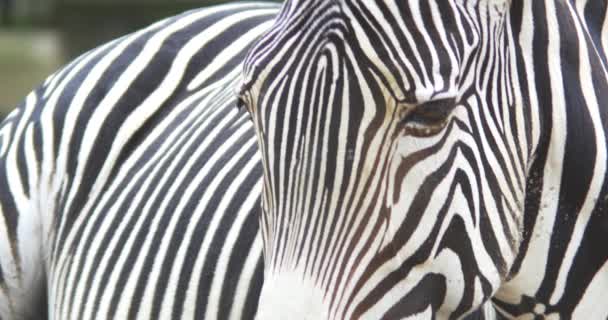 Zebra wild life — Stock Video