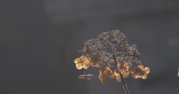 Golden autumn plant abstract — Stock Video