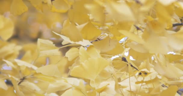 Arbre d'automne doré ginkgo — Video