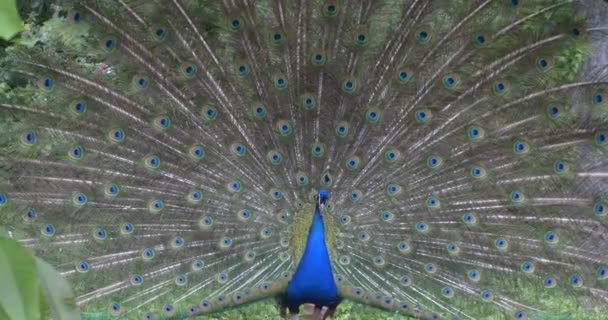 Peafowl azul indio — Vídeo de stock