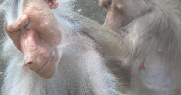 Macaque Couple Fur Care — Stock Video