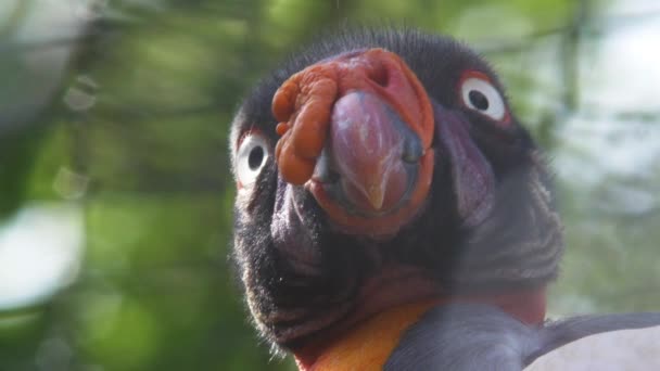 Koninklijke Vulture close-up — Stockvideo