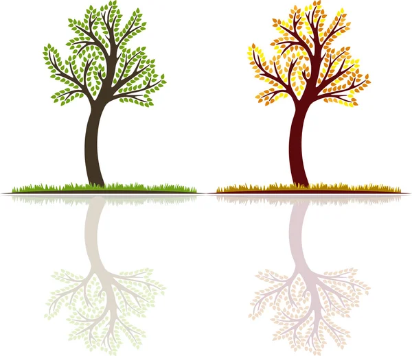Set, summer and autumn tree vector with reflection — Stock Vector