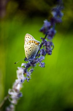 Bulanık çim zemin üzerine mavi çiçek kelebek