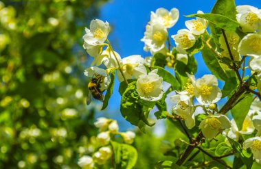 Bir çiçek yeşil bac üzerinde beyaz Yasemin büyük tüylü bumblebee