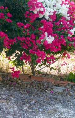 Güzel çalı-ağaç parlak pembe ve beyaz çiçekler ile deneyin kurumuş toprak çit ile büyüyen kentleşme, savaşmak için