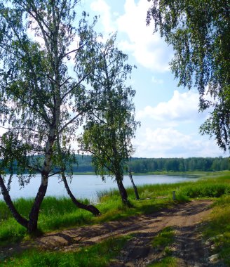 Orman gölde bulunan huş ağaçları yol