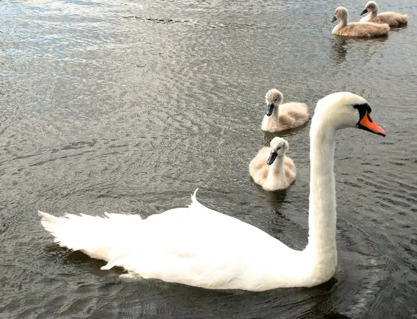 Famiglia di cigni in acqua — Foto Stock