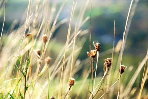 sonbahar sezonu sarı kuru ot fotoğraflandı close-up. güneşli gün