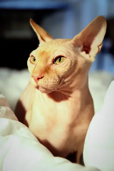 Sfenks kedi portre