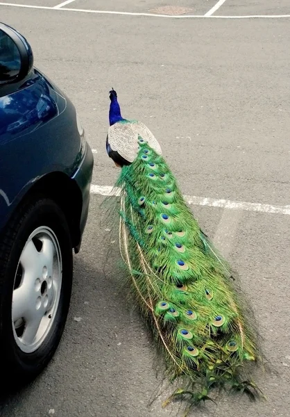 Tavuskuşu car yakınındaki şehirde