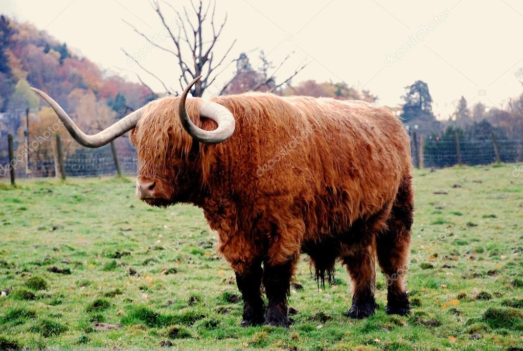 バイソン バッファロー Standsin 草灰色日 ストック写真 C Brusni4ka バイソン バッファロー Standsin 草灰色日 ストック写真 C Brusni4ka