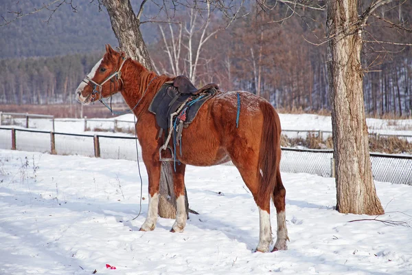 Коричневий кінь стоїть на засніженій землі — стокове фото
