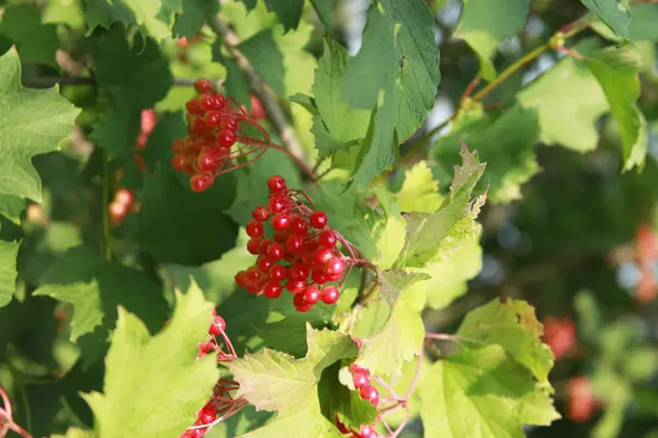 Trsy červená Kalina bobule na větvi, zrající koncem léta — Stock fotografie