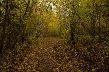 Sonbahar ormanlarında, bir sürü dökülen yaprak, sarı yapraklar, patika
