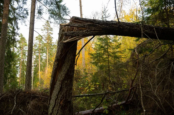 Ett Träd Har Brustit Skogen Många Fallna Träd Skog — Stockfoto