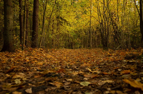 가을에 떨어지는 산길을 긴장을 — 스톡 사진