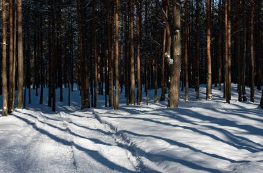 Beyaz karlı ormanda kış, araba rayları, ağaçlar, beyaz