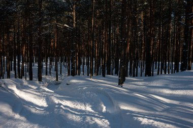 Ormanda kış, beyaz kar, güneş, araba rayları, ağaçlar...