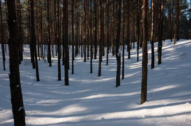 Ormanda kış, beyaz kar, güneş, araba rayları, ağaçlar...