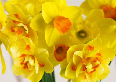 Güzel sarı nergis, yakın plan, makro, çiçekler.