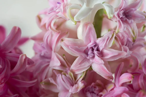Hyacinth pembe yakın plan, makro, çiçekler