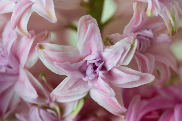 Hiacynt Różowy Zbliżenie Makro Kwiaty — Zdjęcie stockowe