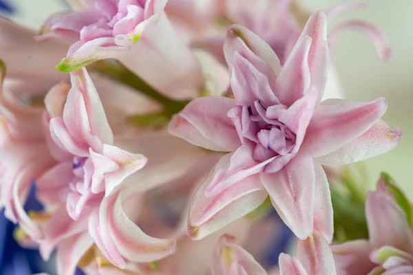 Hyacinth pembe yakın plan, makro, çiçekler