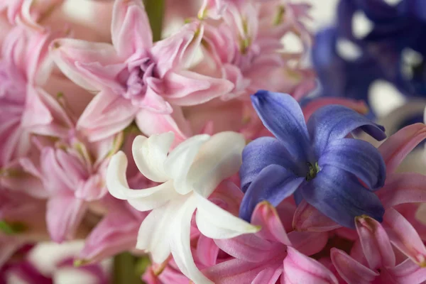 Hyacinth pembe, beyaz ve mavi yakın plan, makro, çiçekler