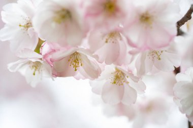 Sakura pembe çiçekleri, baharda, çiçek açan ağaç, çiçekler.