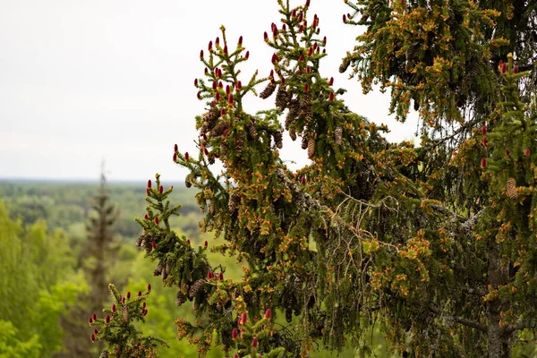 Jeunes Cônes Rouges Pour Une Grande Épinette Sommet Épinette Hauteur — Photo