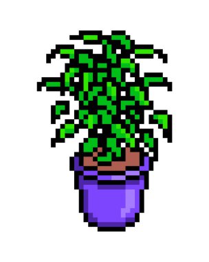 Menekşe kabında Ficus benjamina, beyaz arka planda izole edilmiş piksel resim ikonu. 8 bit dekoratif ev bitkisi. İç mekan / iç mekan elemanı. Eski usul vintage slot makinesi / video oyunu grafikleri.