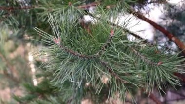 Bir kozalaklı ağacın dalı.