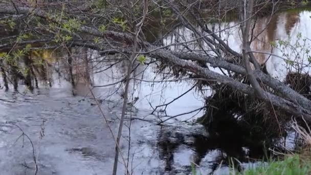 A branch of an old tree over a river — Stock Video