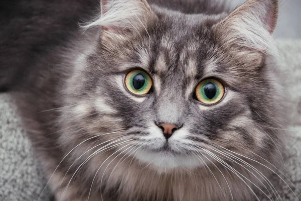 Retrato de um gato siberiano cinzento — Fotografia de Stock