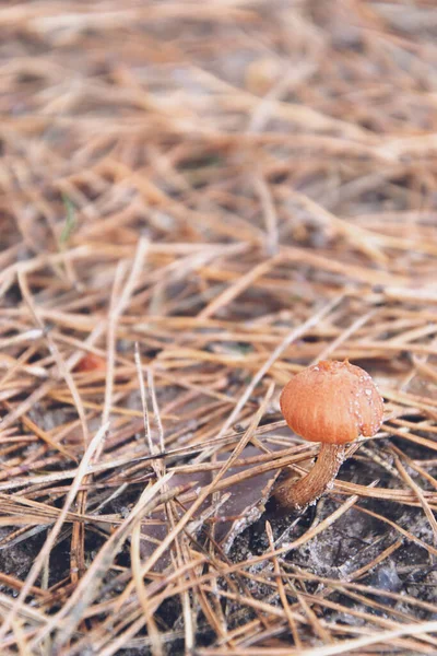 Macro photography of small wild mushroom in pine needles