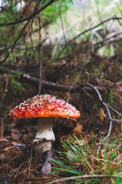 Ormanda tarım mantarı uçur