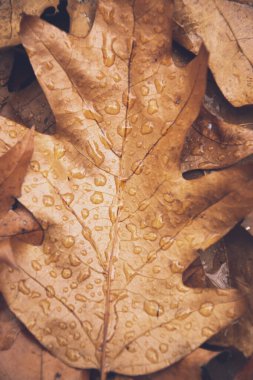 Oak kahverengi yaprağının üst görüntüsü 