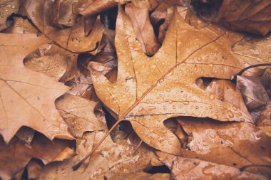 Su damlalarıyla kurumuş kahverengi yapraklar. 