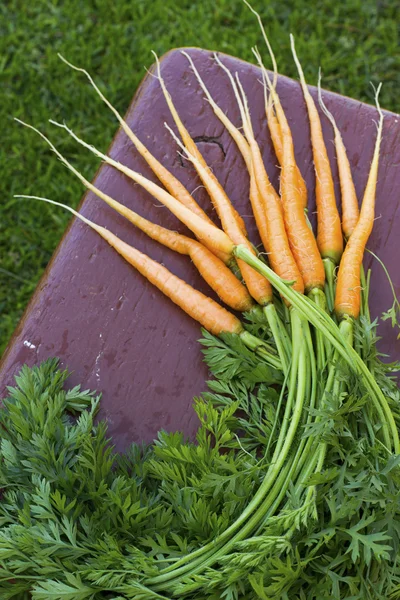 Cenouras frescas do jardim — Fotografia de Stock
