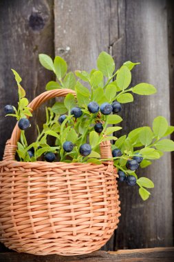 yaban mersini ile sepeti