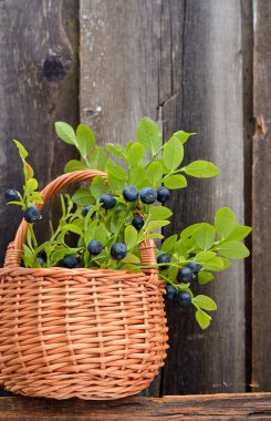 yaban mersini ile sepeti