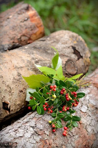 Lingonberry sprigs — Stock Photo, Image