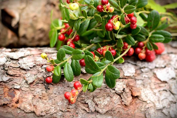 Lingonberry sprigs — Stock Photo, Image