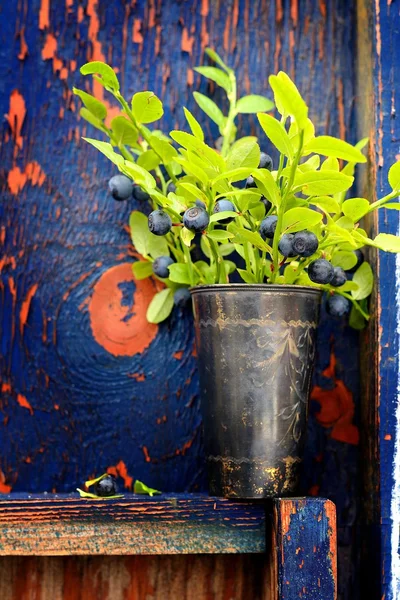 Grenar skog blåbär i en metall kopp — Stockfoto